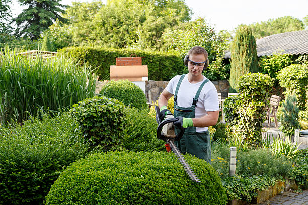 Best Lawn Maintenance Plans  in USA